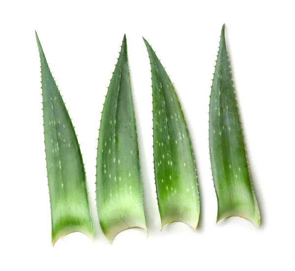 Aloe Vera folhas no fundo branco — Fotografia de Stock