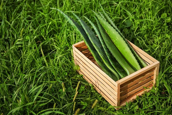 Låda med aloe vera blad på grönt gräs — Stockfoto