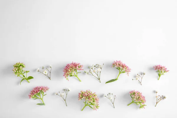 Beautiful flowers on white background — Stock Photo, Image