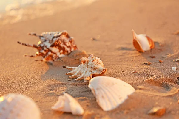 Sea shells on sandy beach — Stock Photo, Image