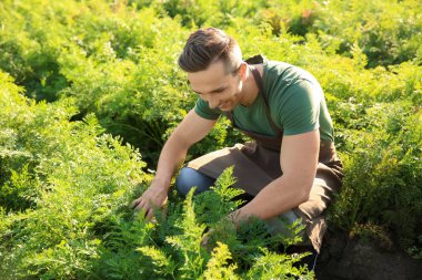 Güneşli günde alanında çalışan erkek çiftçi