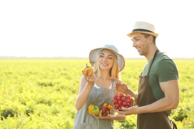 Çiftçiler alanında toplanan sebzeler ile