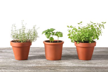 Ahşap masa beyaz arka plan üzerinde taze aromatik otlar ile tencere