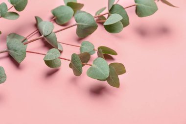 Tropikal yapraklar renk arka plan üzerinde