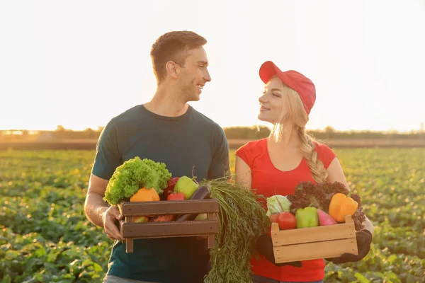 Farmers with gathered vegetables in field — Stock Photo, Image