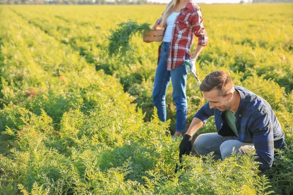 Agricultores que trabalham no terreno — Fotografia de Stock