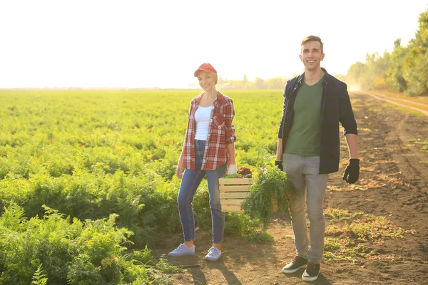 Farmers carrying crate with gathered vegetables in field — Stock Photo, Image