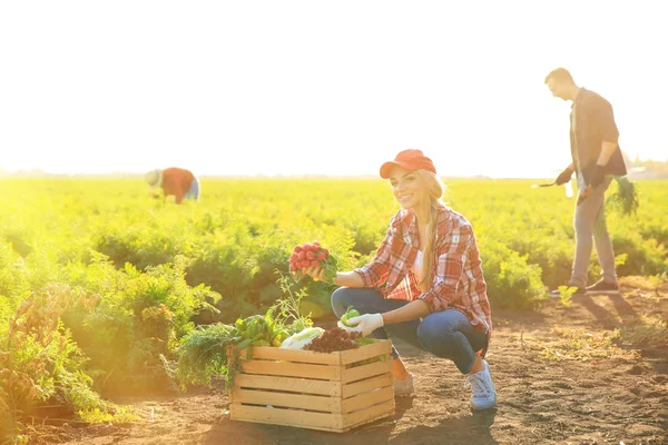 Female farmer gathering vegetables in field — Stock Photo, Image