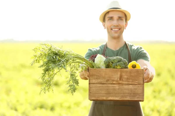 Мужчина фермер с собранными овощами в поле — стоковое фото