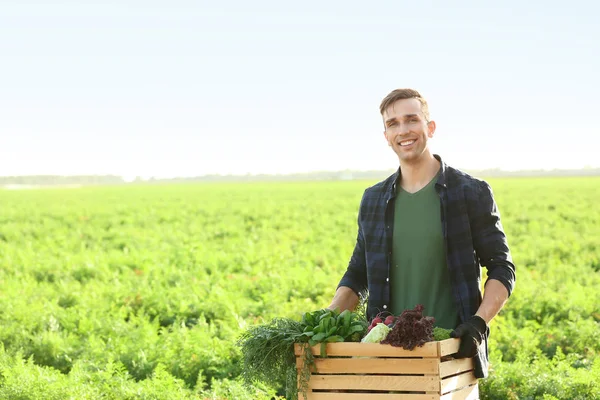 Male farmer with gathered vegetables in field — Stock Photo, Image