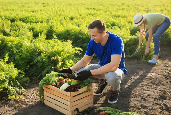 Agricultores recogiendo verduras en el campo — Foto de Stock