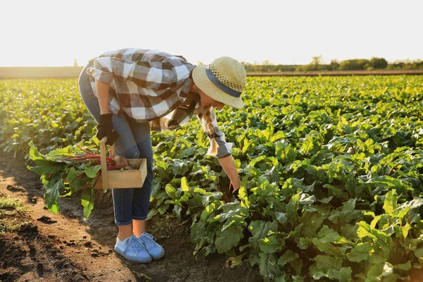 Female farmer gathering beetroot in field — Stock Photo, Image