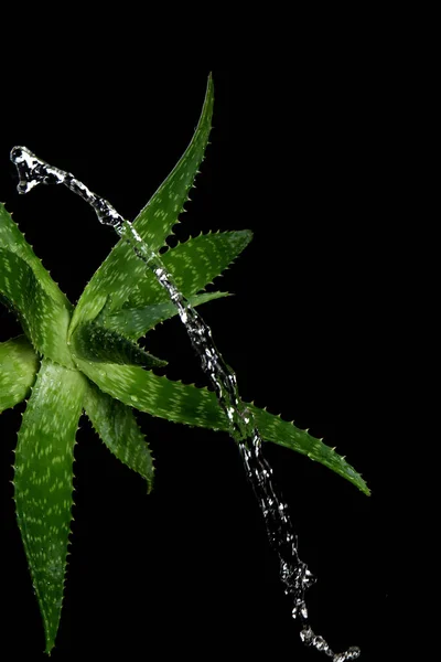Aloe vera fraîche avec éclaboussures d'eau sur fond sombre — Photo