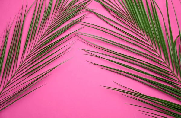 Tropical palm leaves on color background — Stock Photo, Image