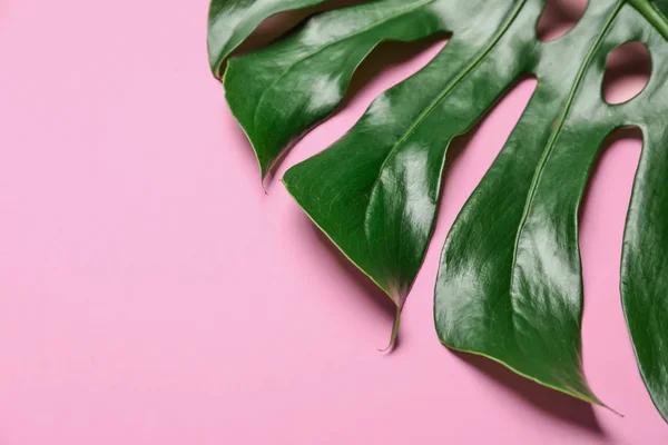 Grön Monstera blad på färgbakgrund — Stockfoto