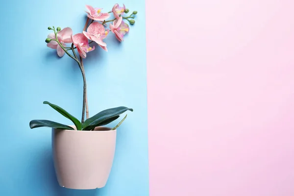 Красива тропічна квітка в горщику на кольоровому фоні — стокове фото