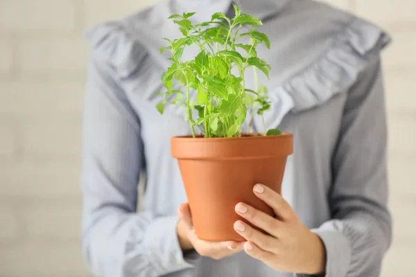 Vrouw die pot met verse munt, close-up — Stockfoto