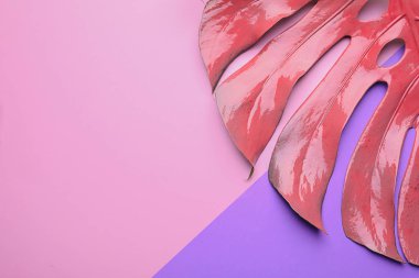 Pembe monstera yaprak renk arka plan üzerinde