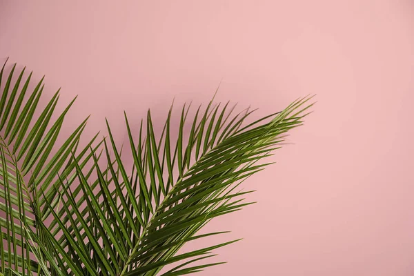 Tropical palm leaves on color background — Stock Photo, Image