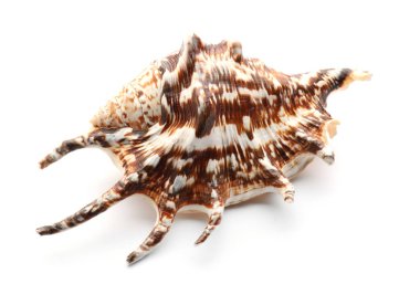 beyaz zemin üzerinde güzel deniz kabuğu