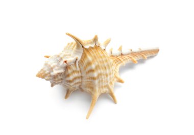 beyaz zemin üzerinde güzel deniz kabuğu