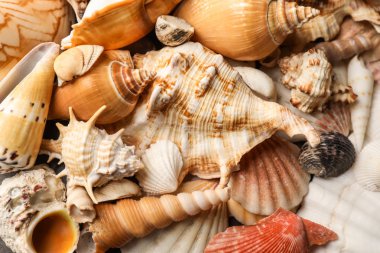 arka plan olarak farklı deniz kabukları