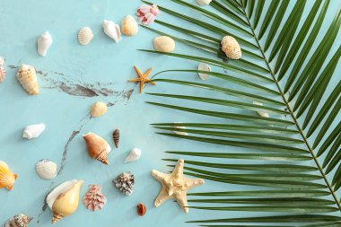 Farklı deniz kabukları ve renk arka plan üzerinde palmiye yaprağı