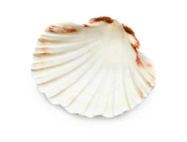 Bela concha do mar no fundo branco — Fotografia de Stock