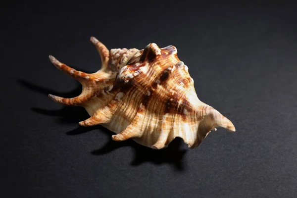 Bela concha do mar no fundo escuro — Fotografia de Stock