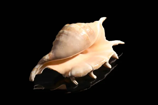 Krásné moře shell na tmavém pozadí — Stock fotografie