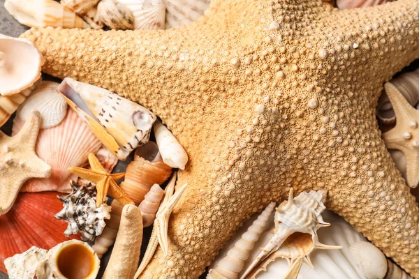 多くの異なる海の貝やヒトデ、クローズ アップ — ストック写真