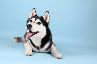 Renk arka plan üzerinde çok güzel husky köpek