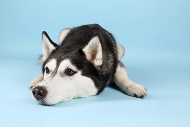 Renk arka plan üzerinde çok güzel husky köpek