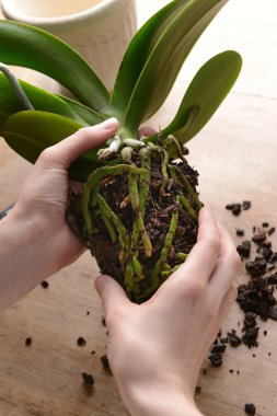 Kadın nakli orchid adlı tablo