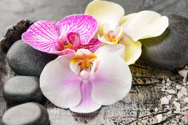 Belles fleurs d'orchidée, pierres de spa et sel de mer sur plateau, gros plan — Photo