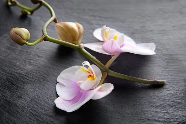 Beautiful orchid flowers on dark background — Stock Photo, Image