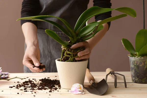 Жінка пересаджує орхідею за столом — стокове фото