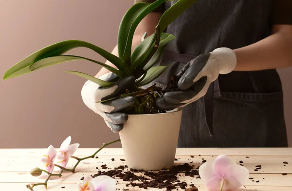 Женщина пересаживает орхидею за стол — стоковое фото