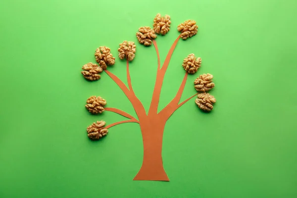 Tree with tasty shelled walnuts on color background — Stock Photo, Image