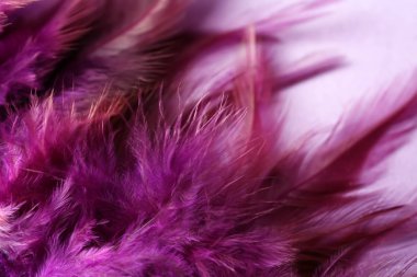 Renk arka plan, closeup yumuşak tüyler