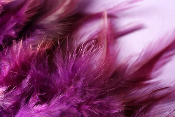 Soft feathers on color background, closeup — Stock Photo, Image