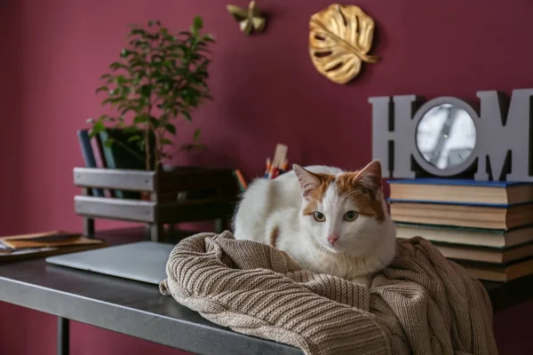 Cute cat sitting on table at home — Stock Photo, Image