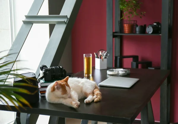 Cute cat lying on table at home