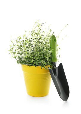 Tencereye bitki ve beyaz arka plan üzerinde kürek