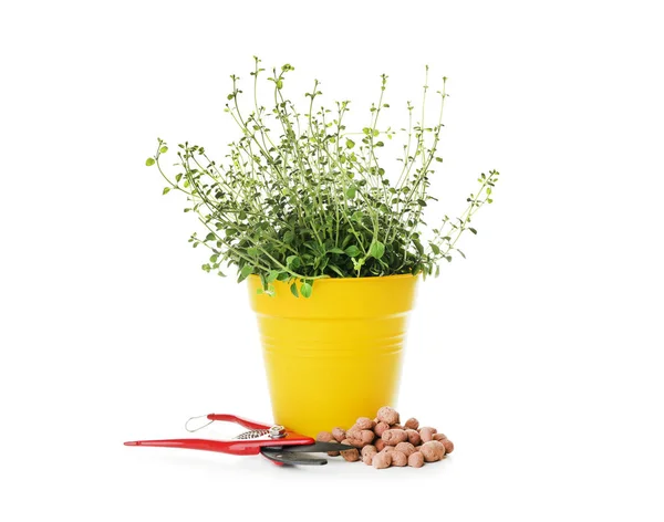 Planta en maceta y podadora de jardinería sobre fondo blanco — Foto de Stock