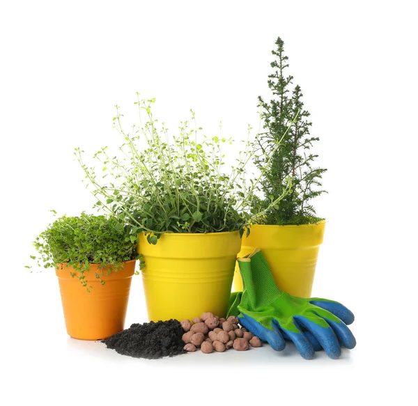 Plantas en macetas, tierra y guantes sobre fondo blanco — Foto de Stock