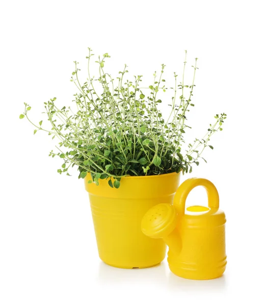 Planta em vaso e regador no fundo branco — Fotografia de Stock
