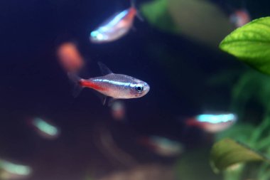 akvaryum tatlı su balıkları