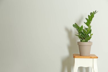 Tablo ile houseplant beyaz duvarının yakınında