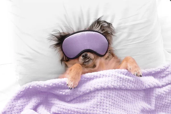 Cute dog with sleep mask in bed